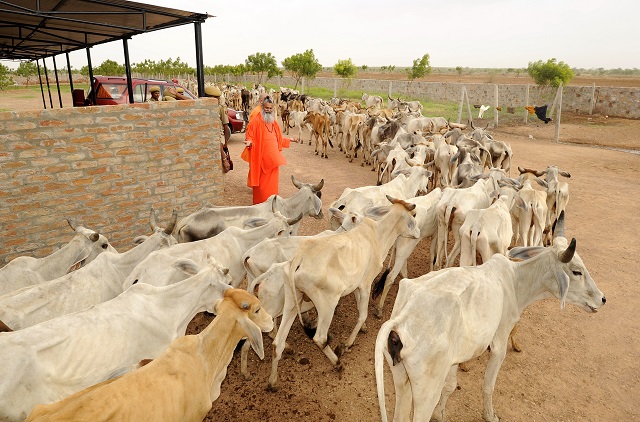 Můj Mistr se v ášramu stará o nalezené krávy bez domova a zachraňuje je před smrtí na jatkách.