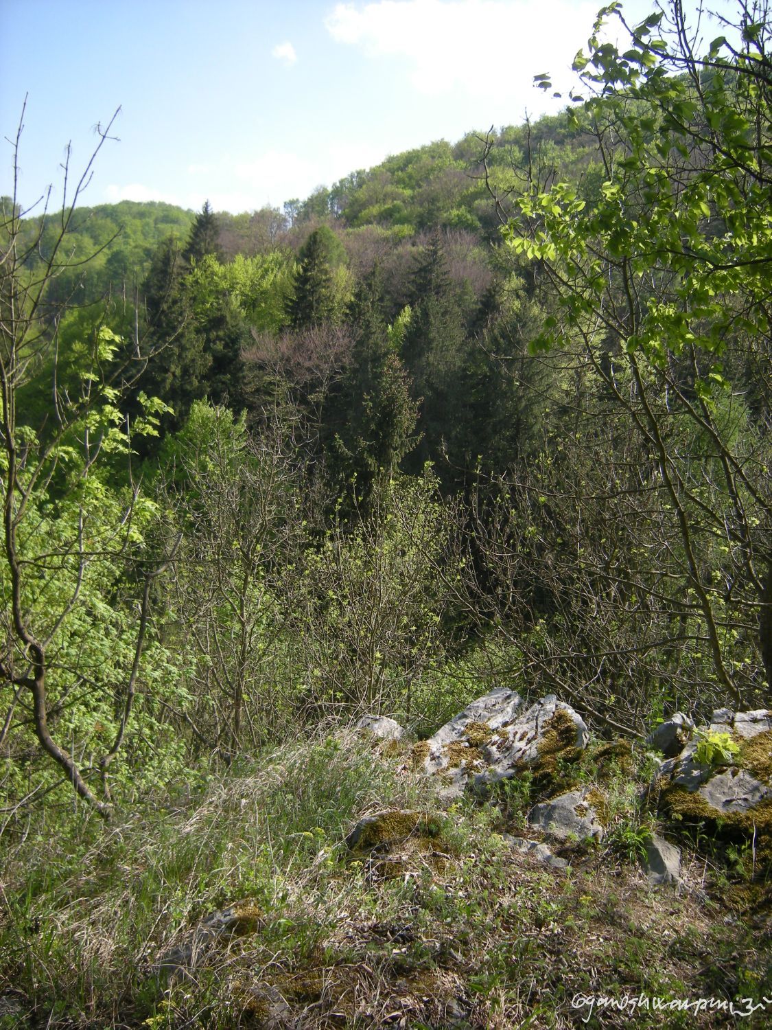 Mnou interpretované místo meditační vyhlídky Hertodova poustevníka nad jeskyní Kostlík. Tato fotografie bude poprvé zveřejněna v příštím čísle Sborníku Muzeum Blanenska u mého článku o jeskyni Kostelík a Hertodovu poustevníkovi (2009).