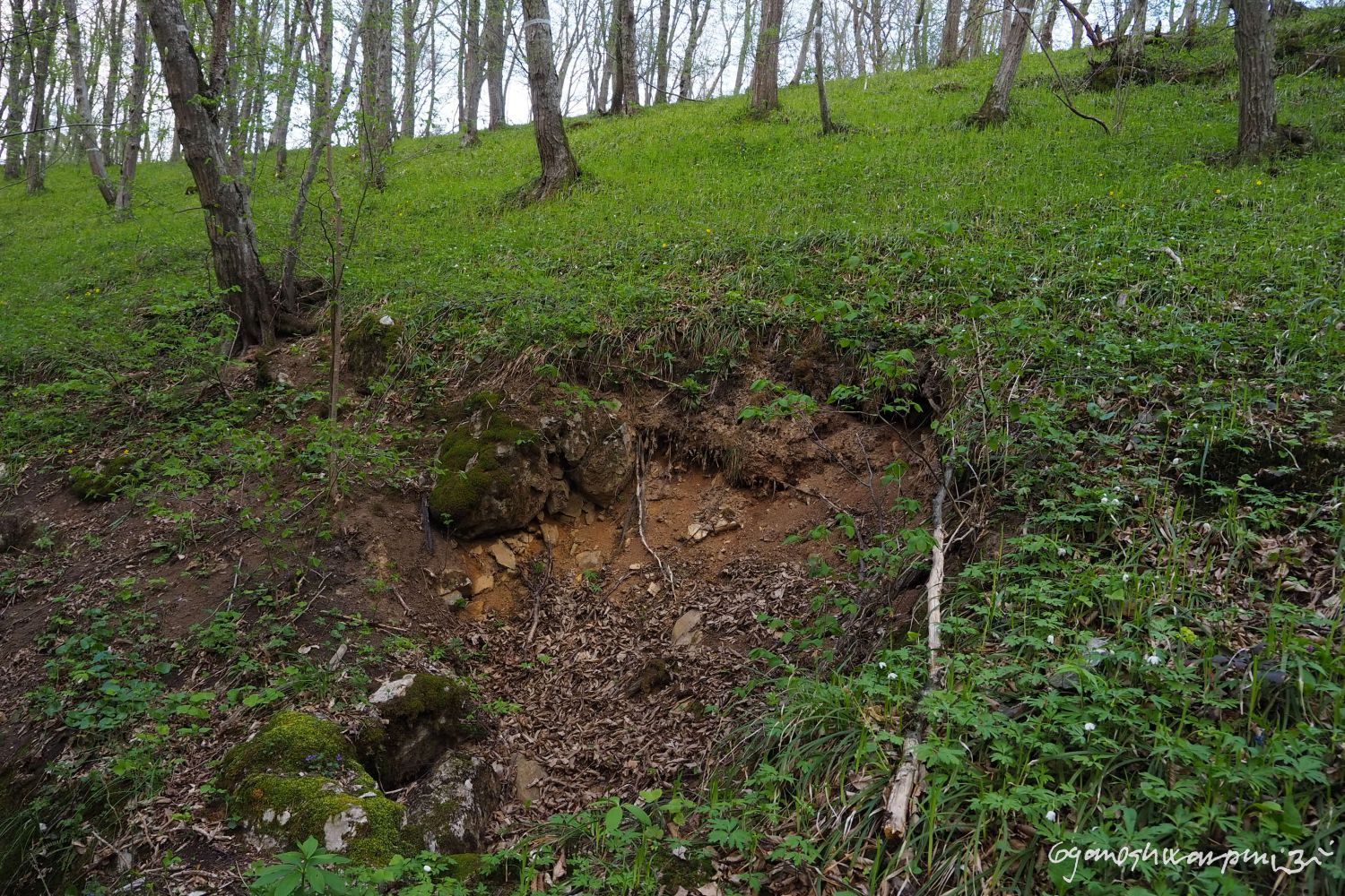 Závrtek nad Barunčinou pod Svatými schody (2022).